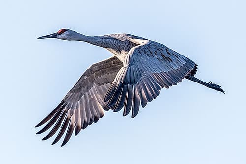 A sandhill crane flies over Bosque del Apache NWR, New Mexico, where they spend the winter months. Art Print